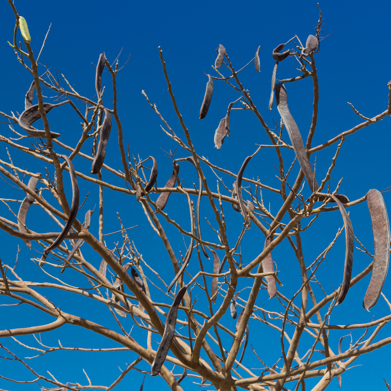 Gum Arabic Tree / Acacia Arabica Seeds (Vachellia nilotica) Hardy, fas ...