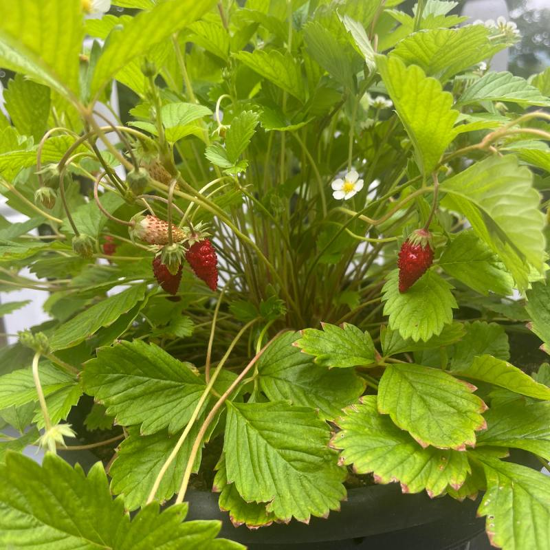 alexandria strawberry seeds Alexandria Alpine Strawberry Seeds (Fragaria vesca) Traditional alpine –  Terra Mater Gardens