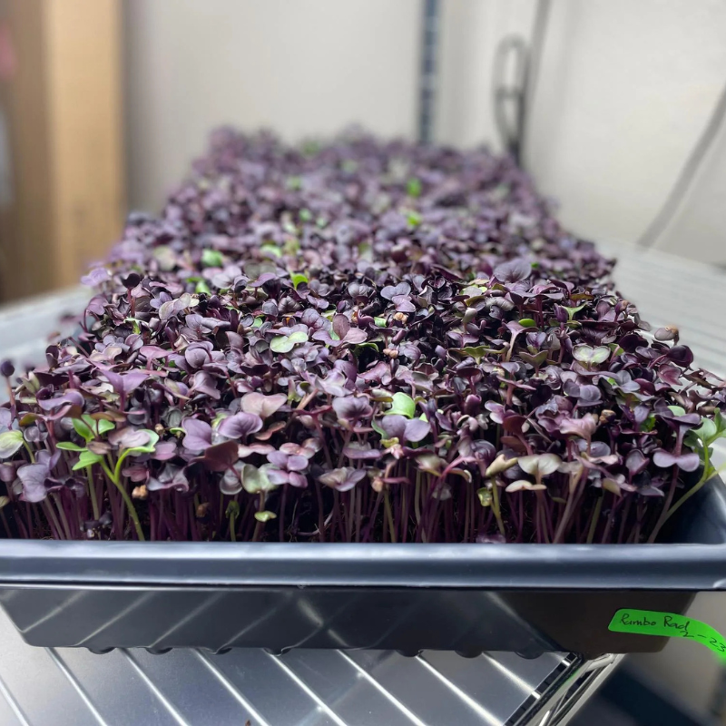 Rambo Purple Radish Microgreens Organic Seeds (Raphanus sativus) Fast ...