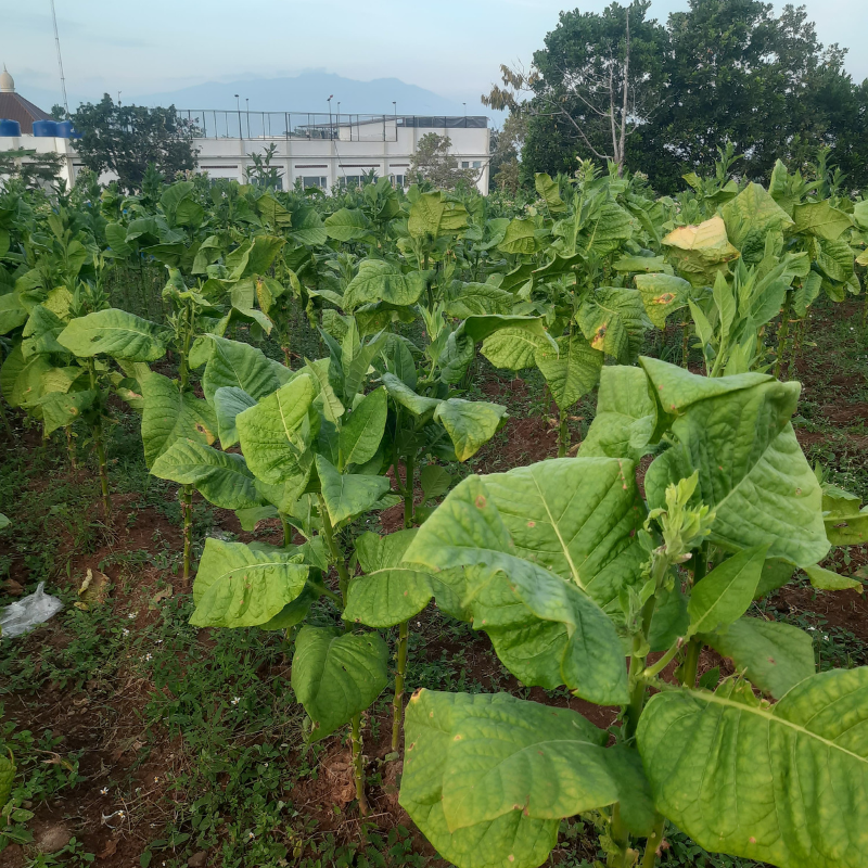 bafra tobacco Bafra Tobacco Seeds (Nicotiana tabacum) Traditional Turkish tobacco variety  known for aromatic leaves; cultivated for heritage growing and ornamental