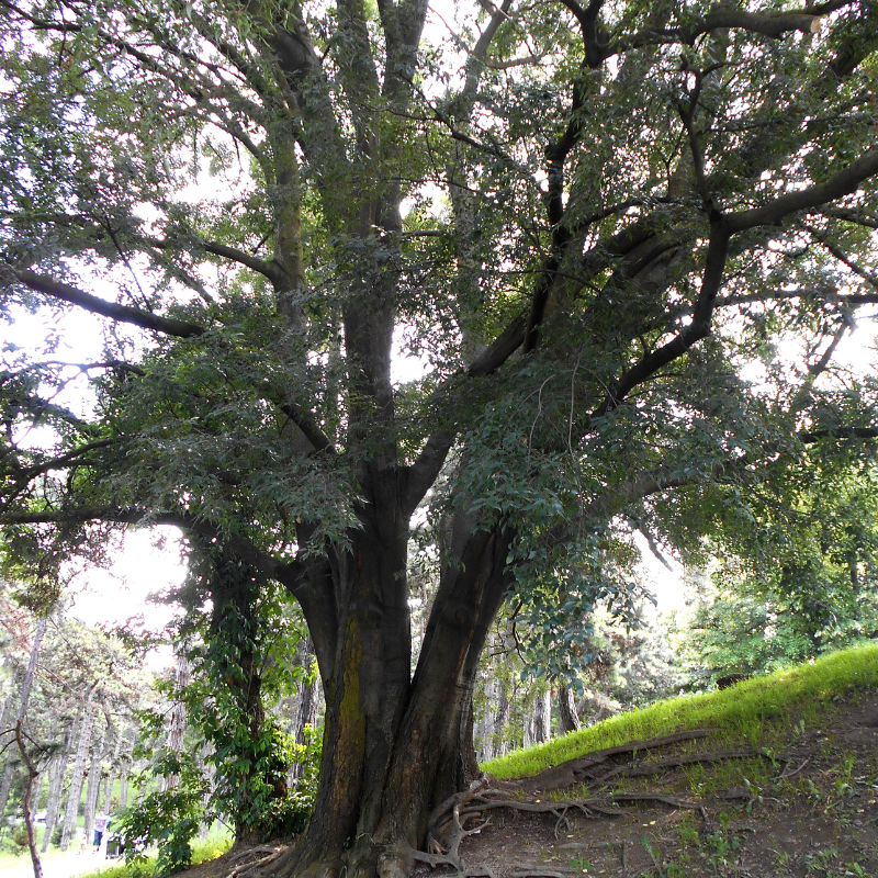 Hackberry Seeds (Celtis occidentalis) Hardy native shade tree producin ...