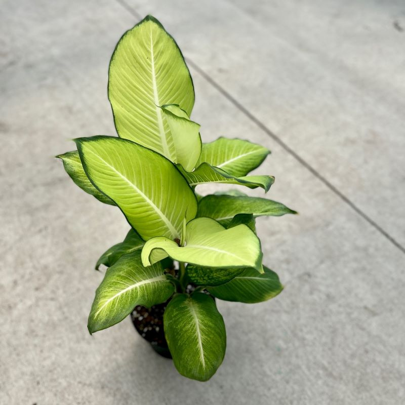 dieffenbachia marianne indoor Tropic Marianne Dieffenbachia Plant Plug (Dieffenbachia 'Tropic Marian – Terra Mater Gardens