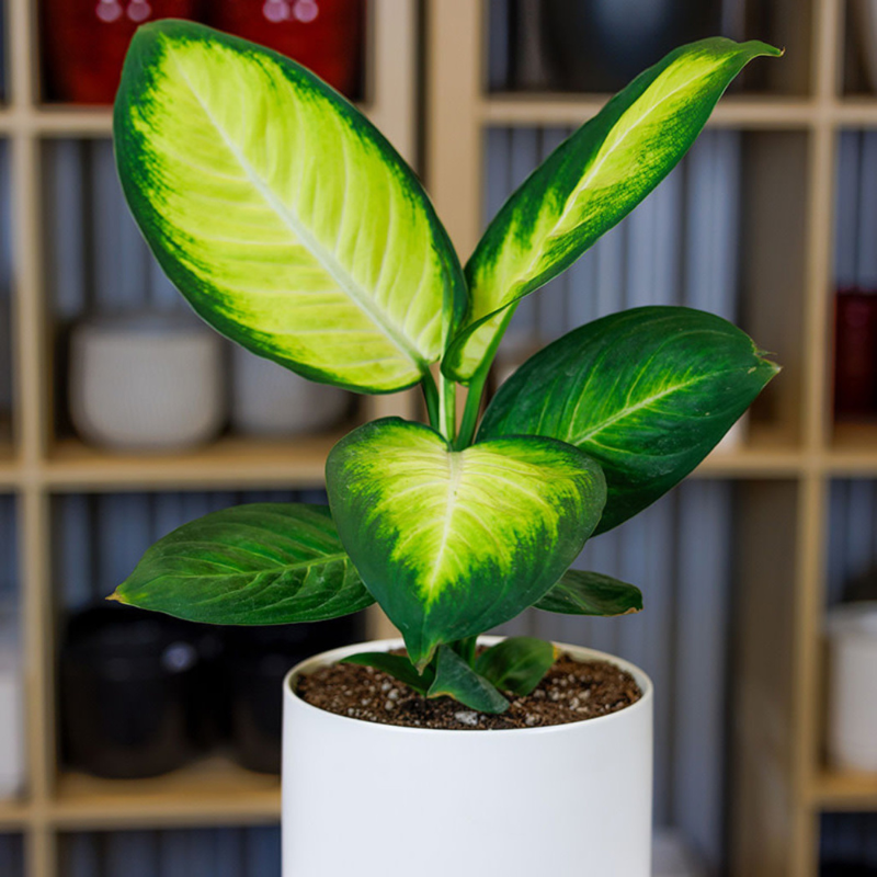 dieffenbachia ingrijire Tropic Marianne Dieffenbachia Plant Plug (Dieffenbachia 'Tropic Marianne') – Large Variegated Leaves. Perfect for Low-Light Indoors