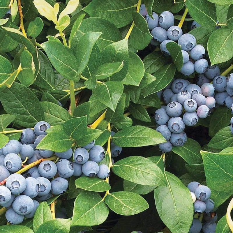 Dwarf Blueberry Seeds Top Hat Type (Vaccinium corymbosum hybrid) Compa ...