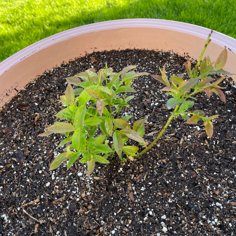 Dwarf Blueberry Seeds Top Hat Type (Vaccinium corymbosum hybrid) Compa ...