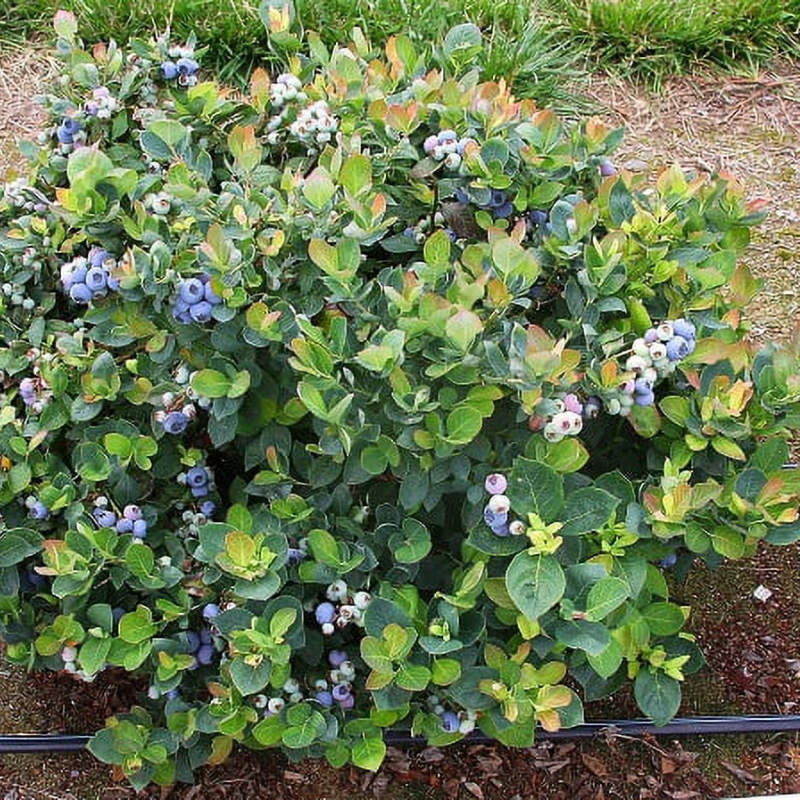 Dwarf Blueberry Seeds Top Hat Type (Vaccinium corymbosum hybrid) Compa ...