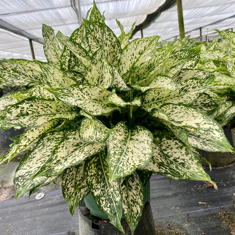 white dalmatian aglaonema Aglaonema Snow White Plant Plug (Aglaonema 'Snow White') – Variegated, – Terra Mater Gardens