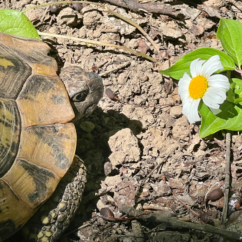 tortoise plant seeds Tortoise Broadleaf and Flower Browsing Mix Organic Heirloom Open Pollinated  Seeds (Mixed genera blend) Diverse mix of leafy greens and edible flowers