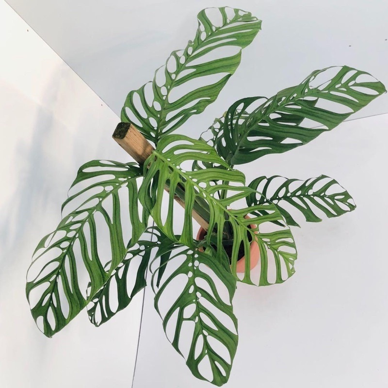 monstera talent el paso tx Monstera Esqueleto Plant Plug (Monstera esqueleto) – Unique, Lace-Like – Terra Mater Gardens