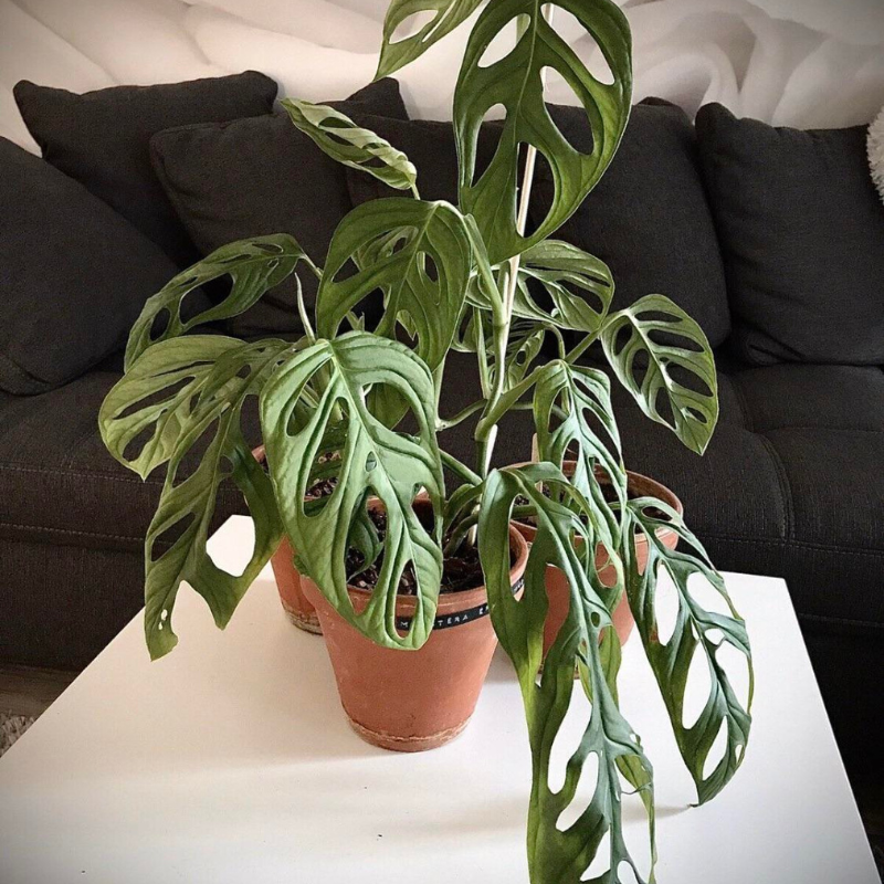 monstera talent el paso tx Monstera Esqueleto Plant Plug (Monstera esqueleto) – Unique, Lace-Like – Terra Mater Gardens