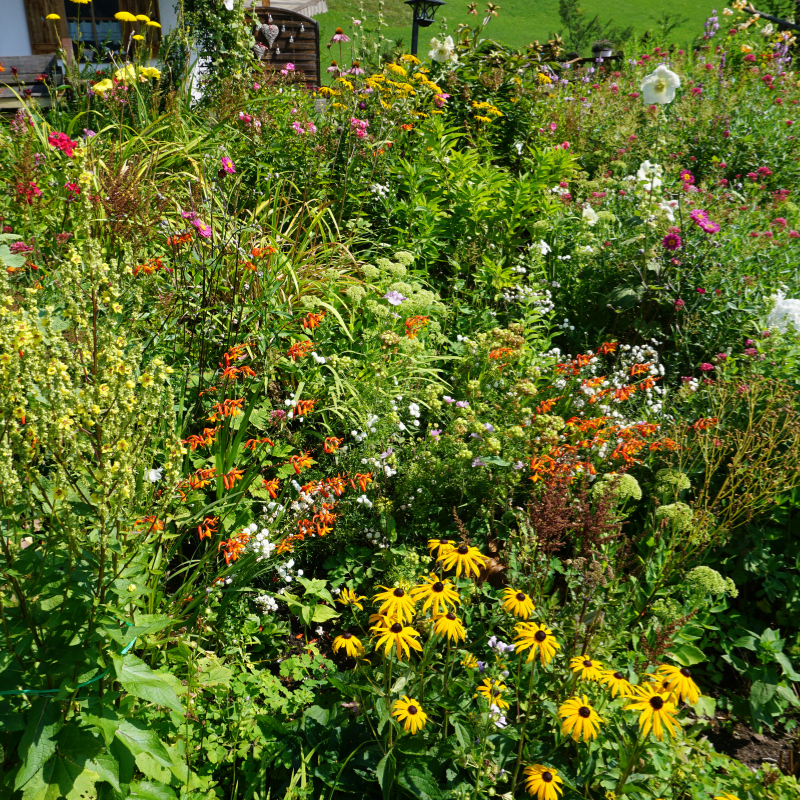 Edible Flower Herb Garden Mix Organic Seeds (Mixed edible flower speci ...