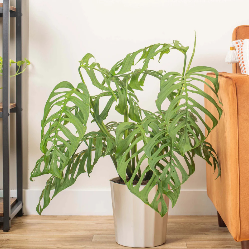 Monstera Esqueleto Plant Plug (Monstera esqueleto) – Unique, Lace-Like –  Terra Mater Gardens
