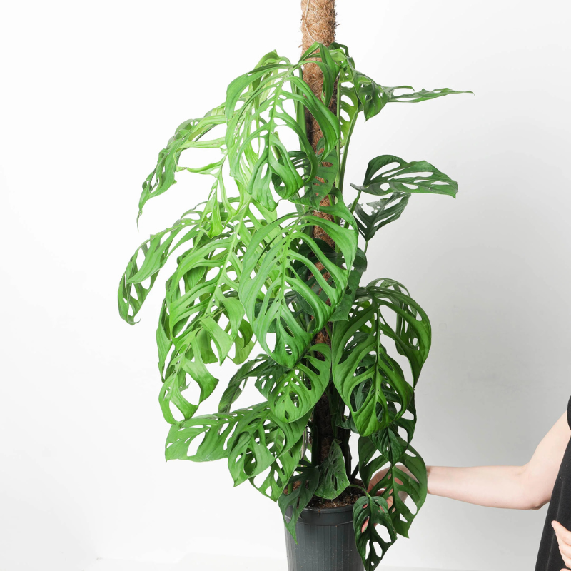 monstera esqueleto mature Monstera Esqueleto Plant Plug (Monstera esqueleto) – Unique, Lace-Like Leaves for Tropical and Indoor Spaces