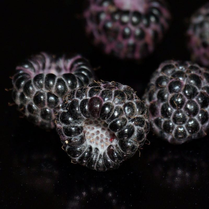 Whitebark Raspberry Seeds (Rubus leucodermis) Wild raspberry species p ...