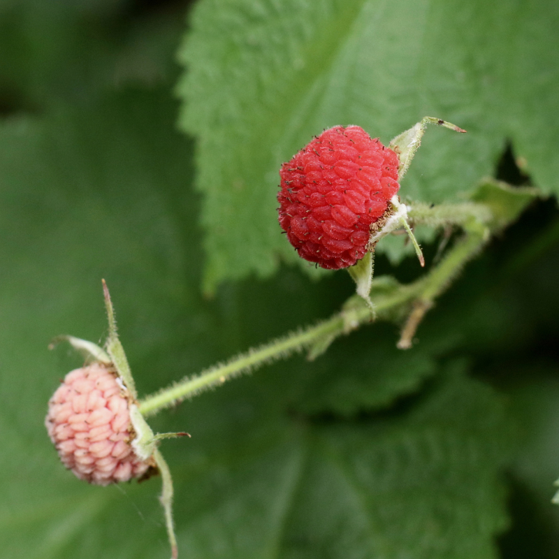 Thimbleberry Seeds (Rubus parviflorus) Soft-fruited native raspberry r ...