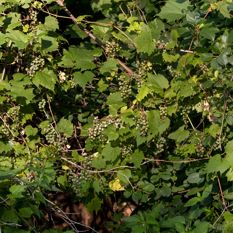 Riverbank Grape Seeds (Vitis riparia) Native wild grapevine producing ...