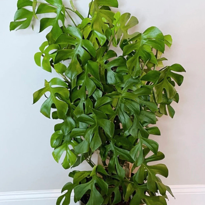 philodendron minima care Philodendron Minima Plant Plug (Rhaphidophora tetrasperma) – Compact T – Terra Mater Gardens