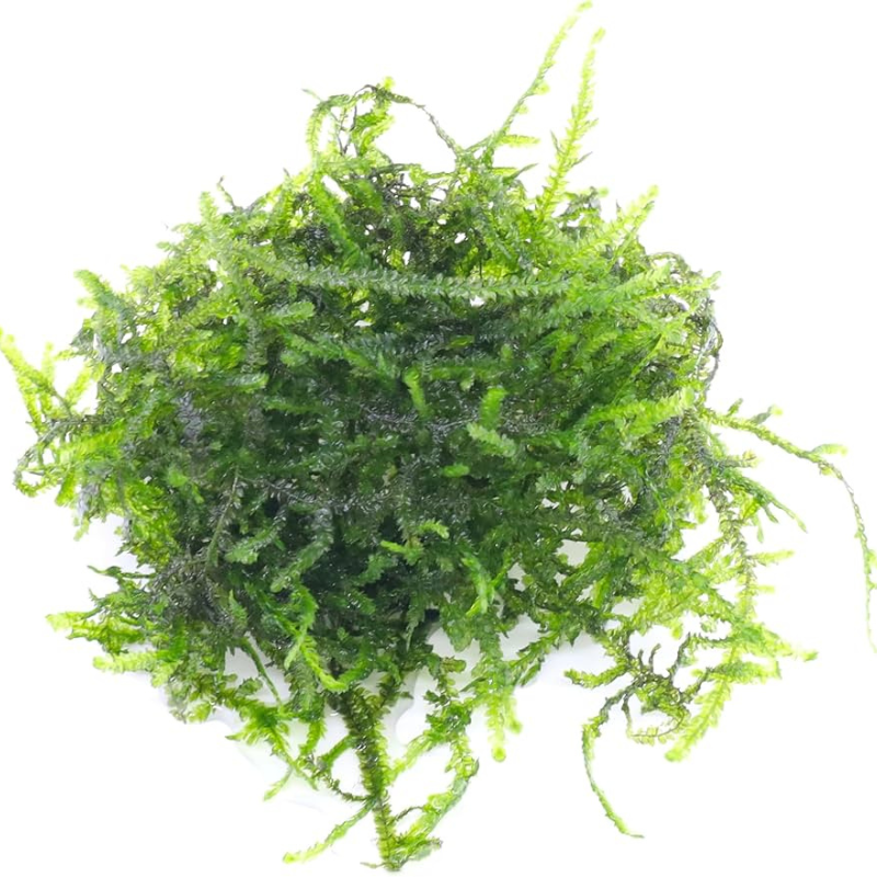 Christmas Moss Aquatic Plant (Vesicularia montagnei) Dense branching m ...
