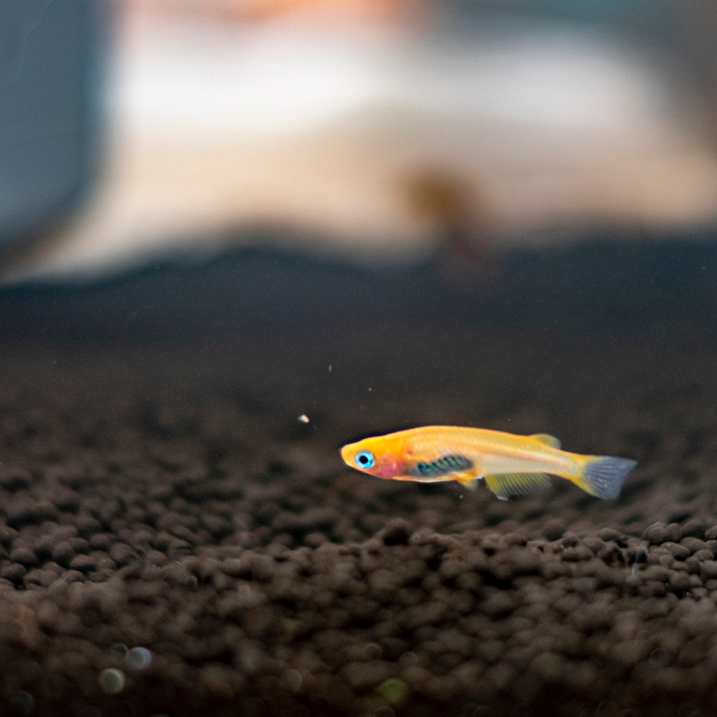 Orange Ricefish Orange Medaka Ricefish (Oryzias latipes) Bright orange Japanese ricefi ...