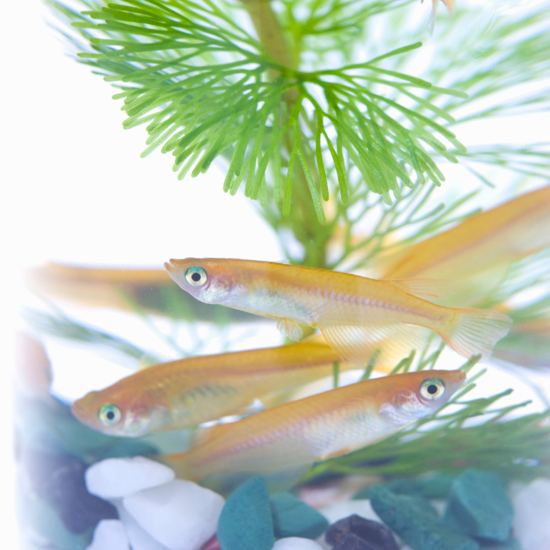 Orange Ricefish Orange Medaka Ricefish (Oryzias latipes) Bright orange Japanese ricefi ...