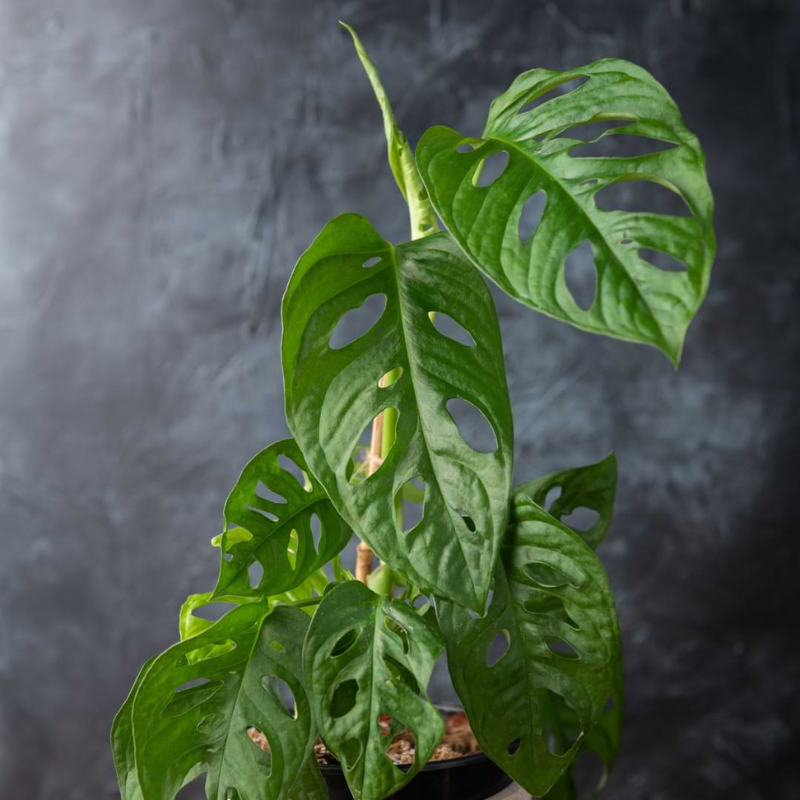planterina monstera adansonii Monstera Adansonii Plant Plug (Monstera adansonii) – Swiss Cheese Plan – Terra Mater Gardens