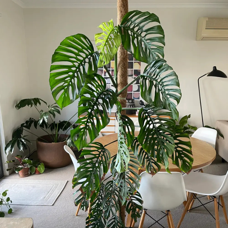 monstera adansonii indoor Monstera Adansonii Plant Plug (Monstera adansonii) – Swiss Cheese Plant with Perforated Leaves for Indoors or Terrariums