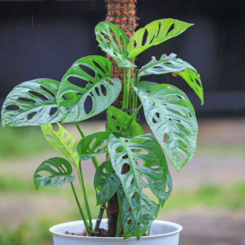 planterina monstera adansonii Monstera Adansonii Plant Plug (Monstera adansonii) – Swiss Cheese Plant with Perforated Leaves for Indoors or Terrariums