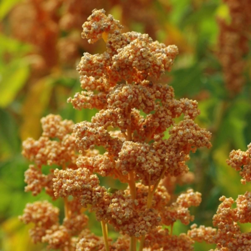buy quinoa seeds for planting Organic Oro de Valle Quinoa Seeds (Chenopodium quinoa) – Nutritious He – Terra Mater Gardens