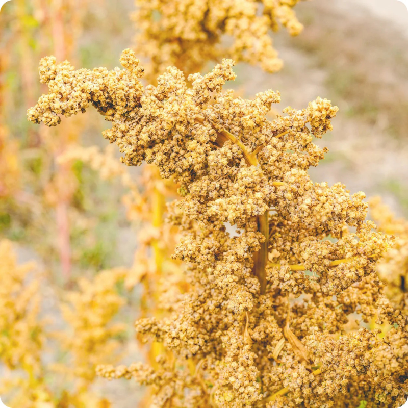 organic quinoa seeds for planting Organic Oro de Valle Quinoa Seeds (Chenopodium quinoa) – Nutritious He – Terra Mater Gardens