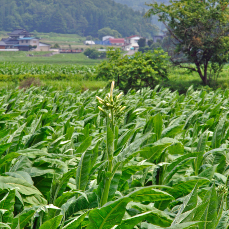 Japan 8 Tobacco Seeds – Heirloom Oriental Variety