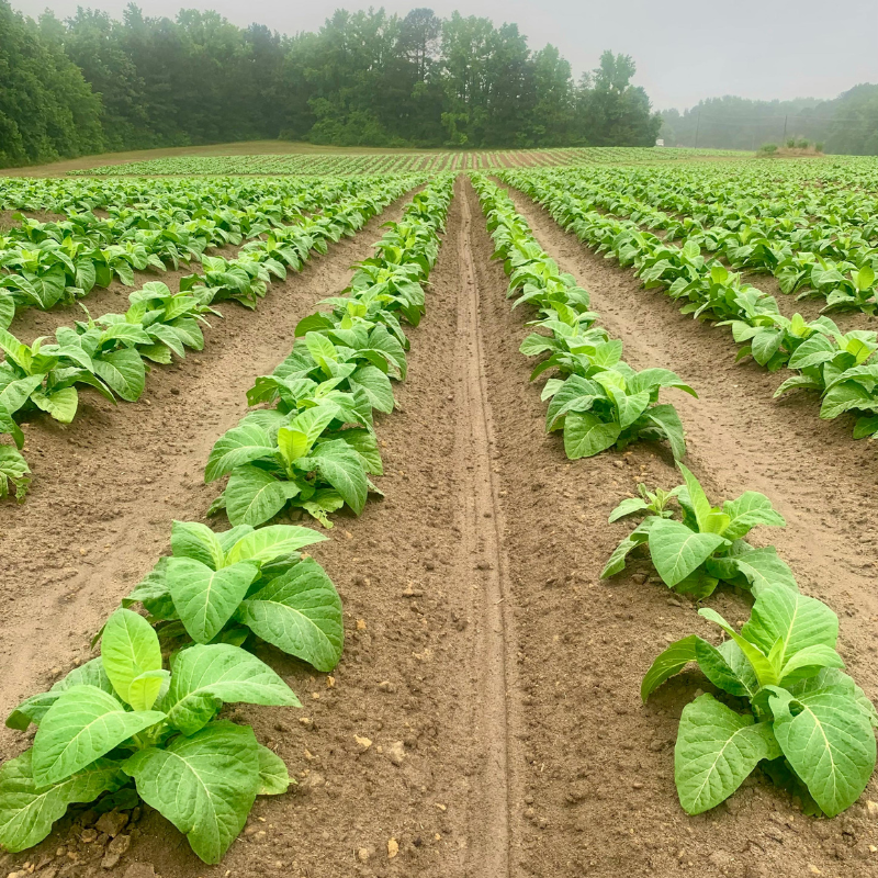 how to detox your body from tobacco Ready to quit smoking and reclaim your health?