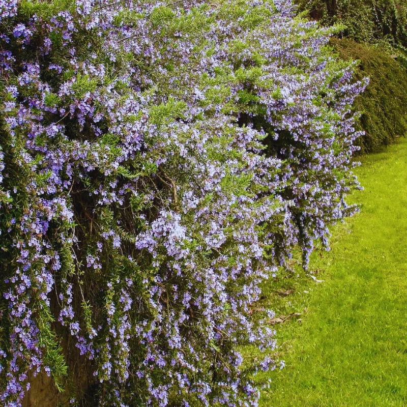 hanging rosemary plant Prostratus Trailing Rosemary Plant Plug (Salvia rosmarinus 'Prostratus') – Trailing Variety for Hanging Baskets and Borders