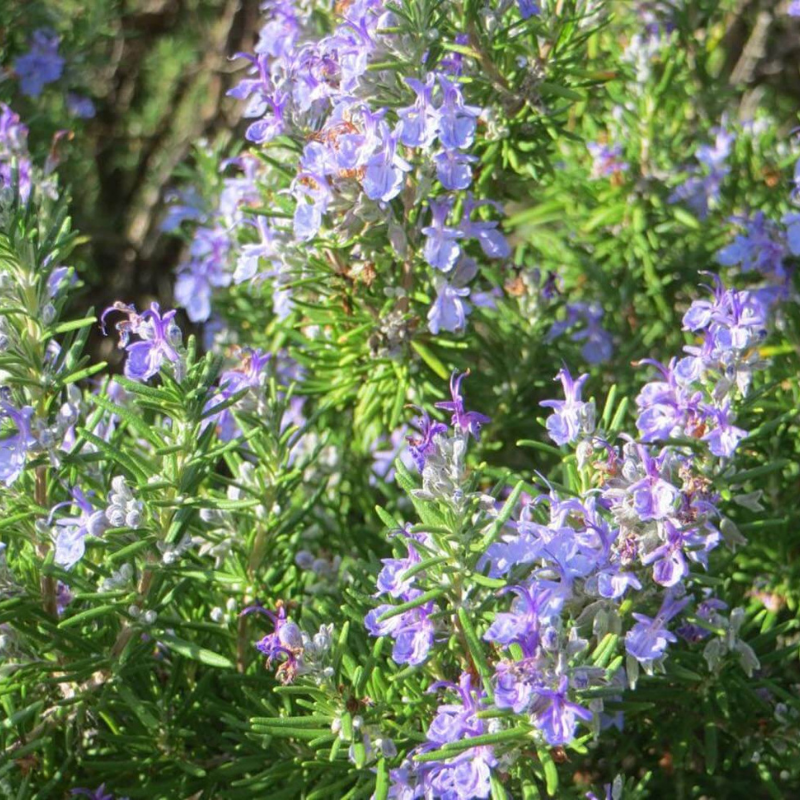 hanging rosemary plant Prostratus Trailing Rosemary Plant Plug (Salvia rosmarinus 'Prostratus – Terra Mater Gardens