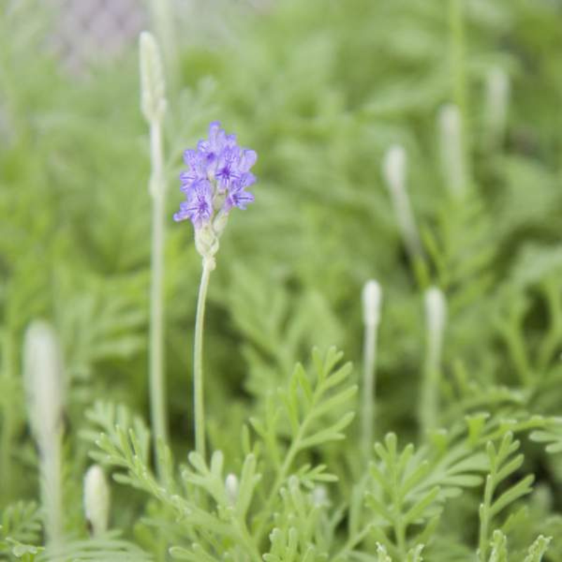 lavender plug plants Bucii Pinnata Lavender Plant Plug (Lavandula bucii pinnata) – Fragrant –  Terra Mater Gardens