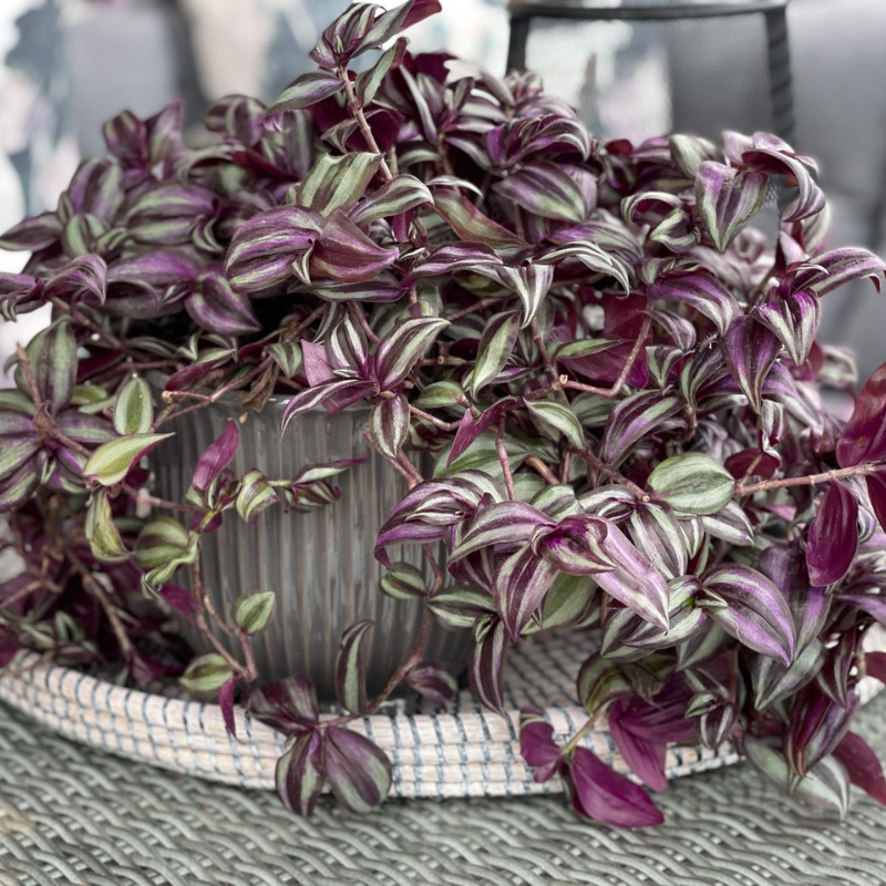 purple palm like plant Purple Tradescantia Plant Plug (Tradescantia pallida 'Purpurea') – Dee – Terra Mater Gardens