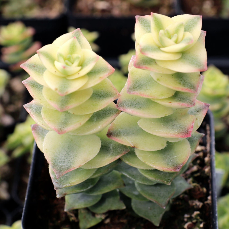 Variegated Crassula Perforata Plant Plug (Crassula perforata 'Variegat –  Terra Mater Gardens