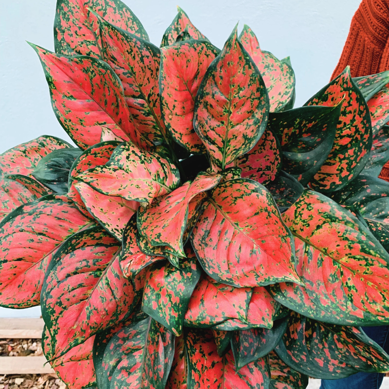 aglaonema commutatum red Red Valentine Aglaonema Plant Plug (Aglaonema 'Red Valentine') – Strik – Terra Mater Gardens