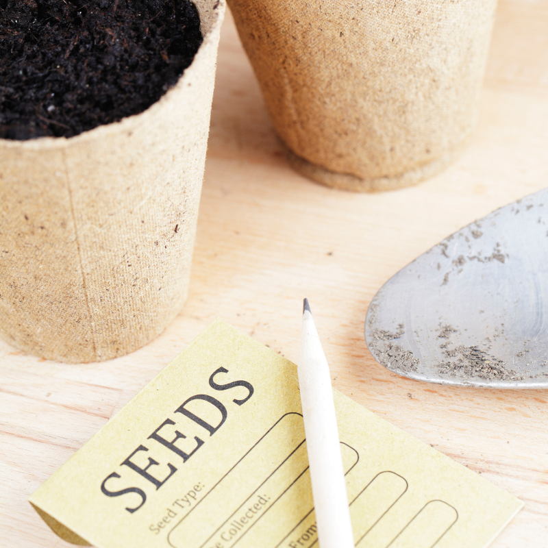 mystery plant seeds Mystery Seed Pack – Surprise Yourself & Grow the Unknown – Terra Mater Gardens