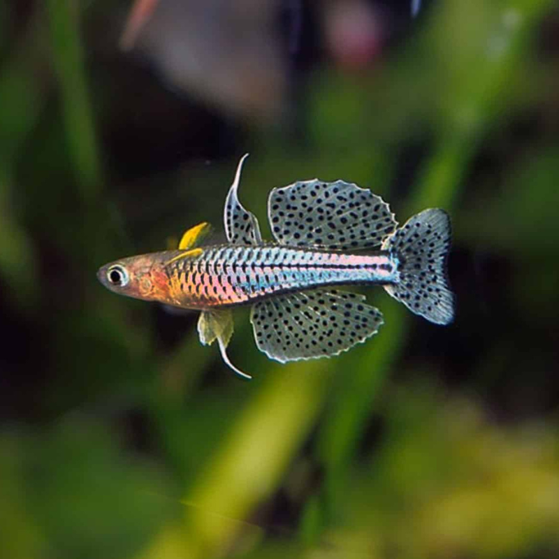 Spotted Blue Eye Rainbow Fish (Pseudomugil gertrudae) – Peaceful