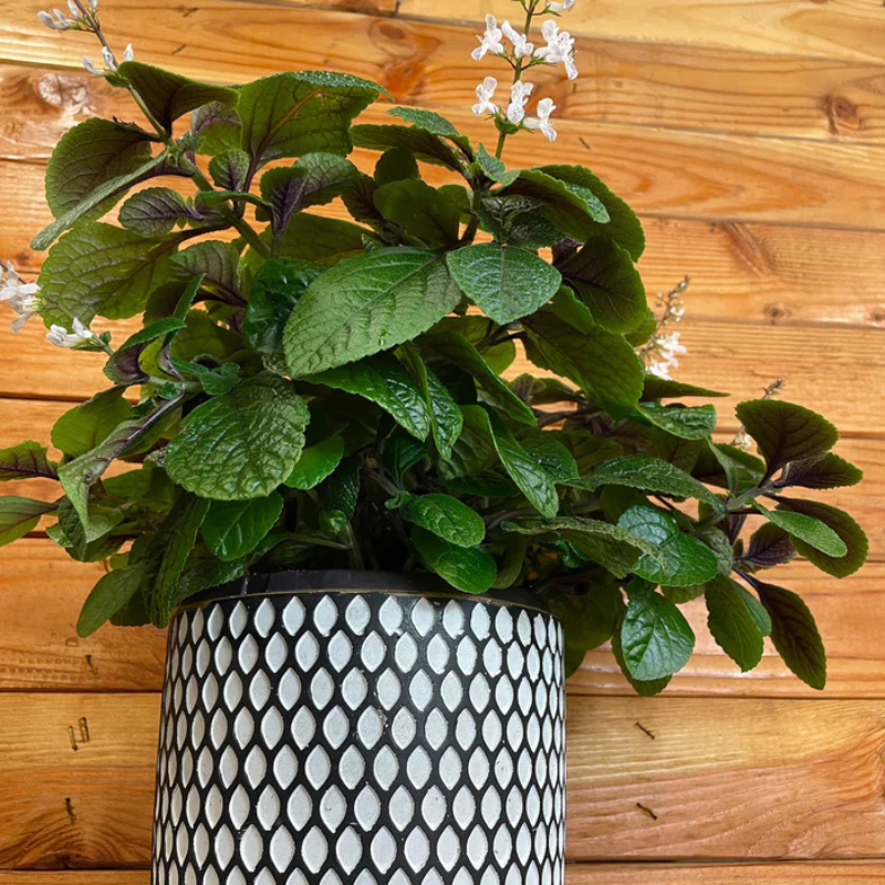 purple ivy plant indoor Swedish Ivy Purple Plant Plug (Plectranthus australis 'Purple') – Trai – Terra Mater Gardens