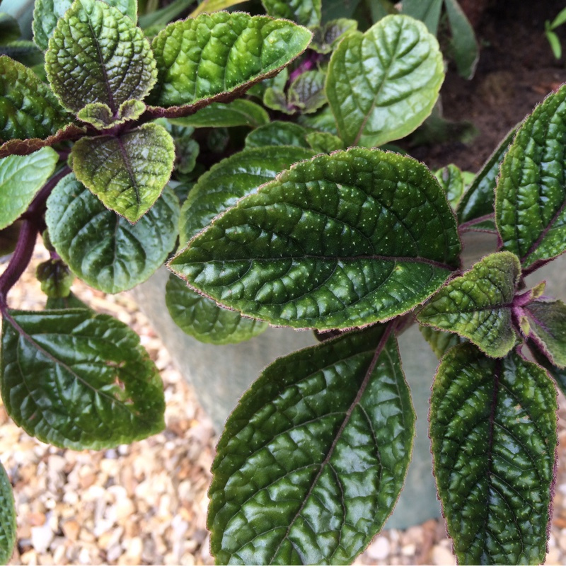 purple ivy house plant Swedish Ivy Purple Plant Plug (Plectranthus australis 'Purple') – Trai – Terra Mater Gardens