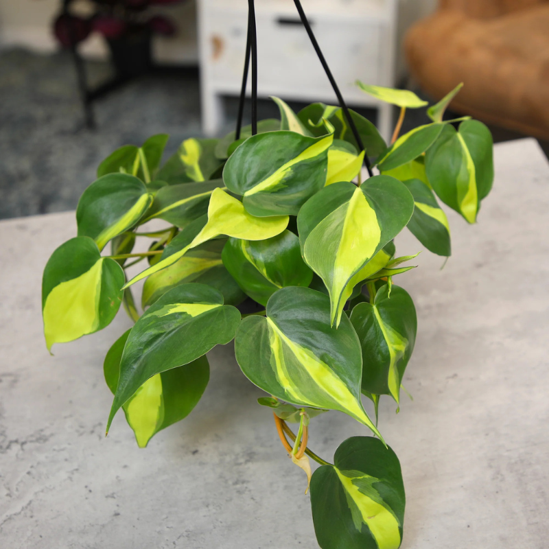 philodendron brasil maintenance Philodendron Brasil Plant Plug (Philodendron hederaceum 'Brasil') – Striking green and yellow leaves – Vibrant and low-maintenance