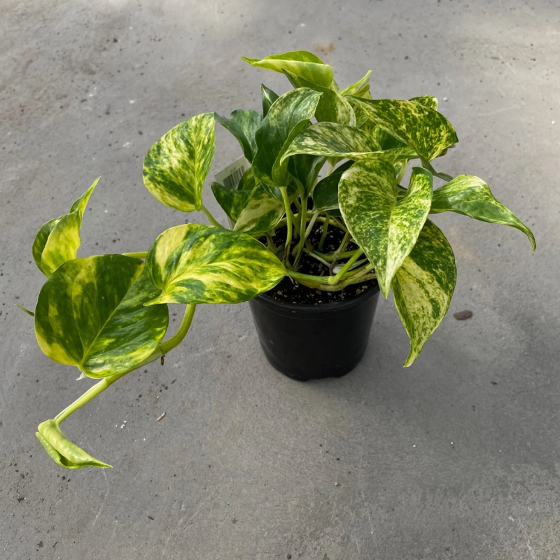 variegated hawaiian pothos Pothos Hawaiian Plant Plug (Epipremnum aureum 'Hawaiian') – Large, variegated leaves – Ideal for trailing or climbing