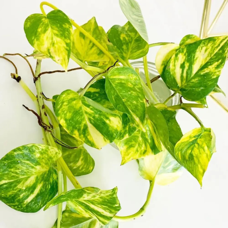 golden pothos hawaiian Pothos Hawaiian Plant Plug (Epipremnum aureum 'Hawaiian') – Large, var – Terra Mater Gardens