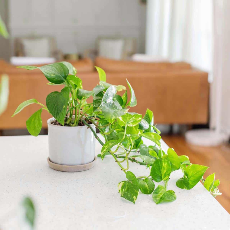 indoor plant plugs Pothos Golden Plant Plug (Epipremnum aureum 'Golden') – Bright, golden – Terra Mater Gardens