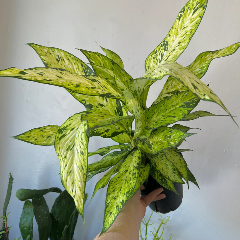 dieffenbachia bright star Dieffenbachia Star Bright Plant Plug (Dieffenbachia 'Star Bright') – S – Terra Mater Gardens