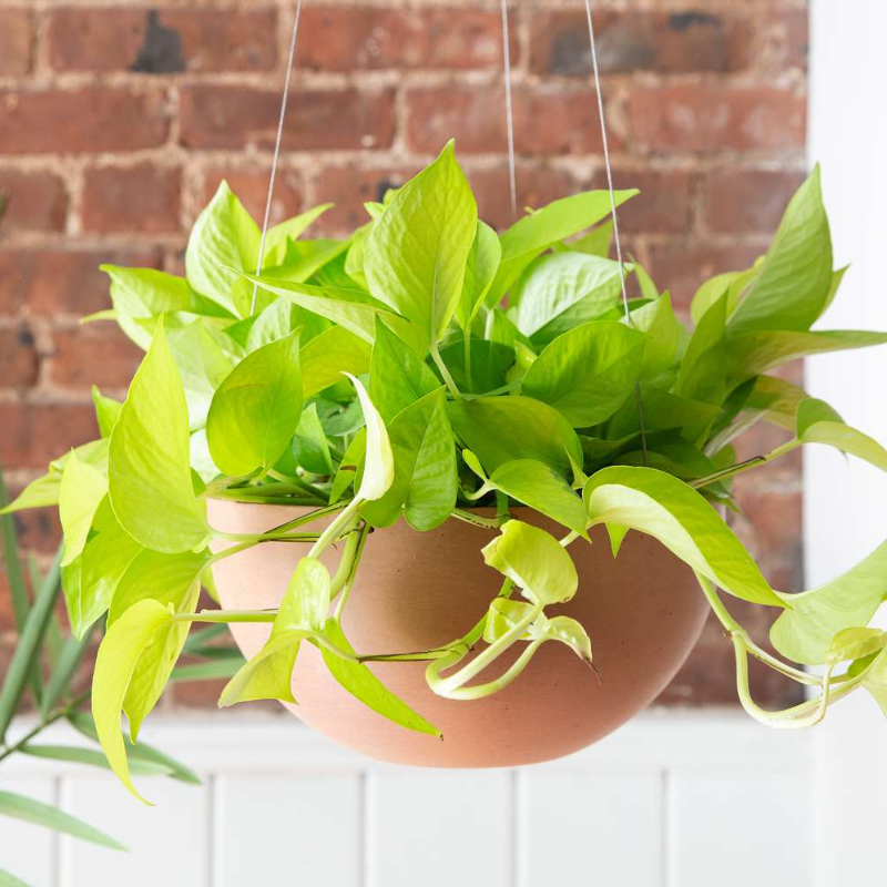 chartreuse pothos Pothos Neon Plant Plug (Epipremnum aureum 'Neon') – Bright chartreuse – Terra Mater Gardens