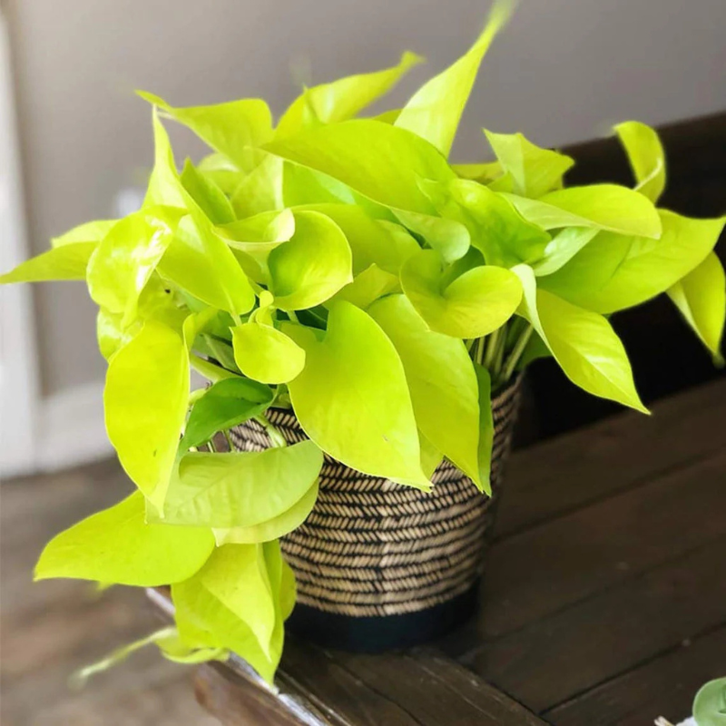 chartreuse pothos Pothos Neon Plant Plug (Epipremnum aureum 'Neon') – Bright chartreuse leaves – A bold, eye-catching houseplant