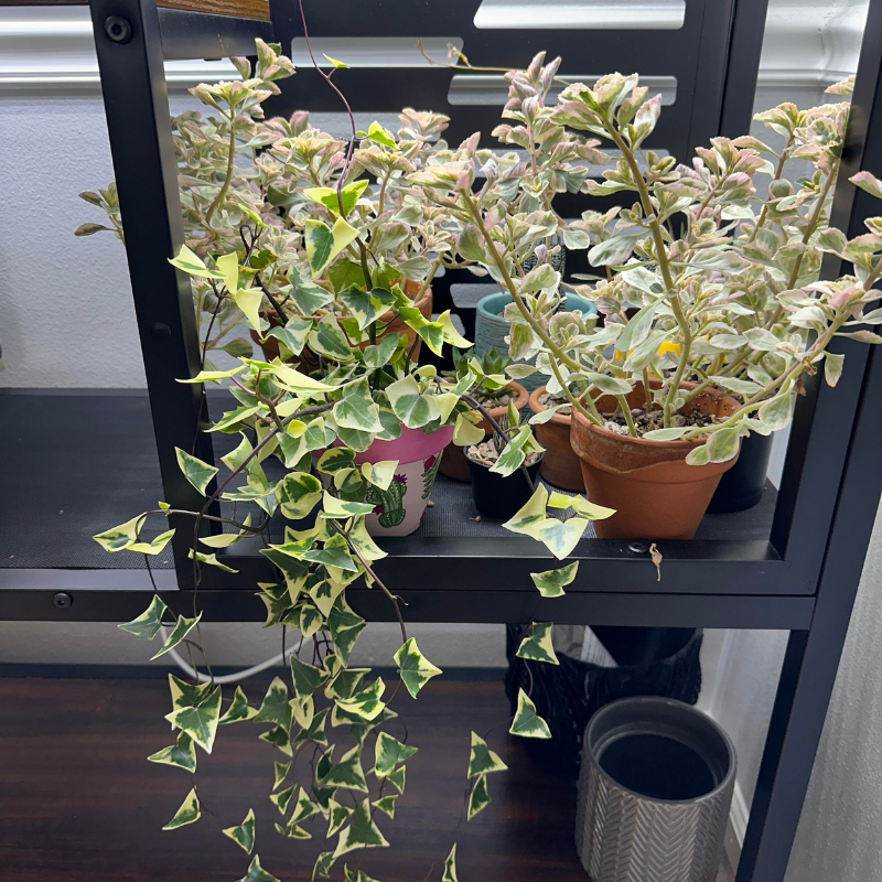 wax ivy succulent Wax Ivy Plant Plug (Senecio macroglossus) – "German Ivy" Look-Alike –  Glossy, Waxy Leaves for Hanging Baskets & Indoor Decor