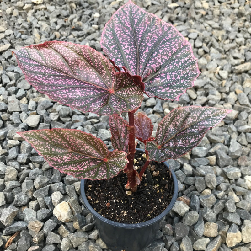 angel wing plant indoor Angel Wing Begonia Miss Mummy Plant Plug (Begonia 'Miss Mummy') – Pink-speckled leaves – A striking indoor accent plant